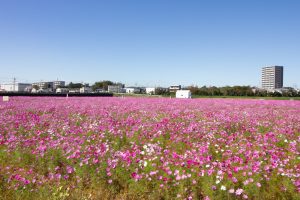 刈谷市のコスモス畑、10月の秋の花、愛知県刈谷市の観光・撮影スポットの画像と写真