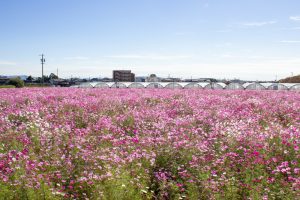 デンマート付近、コスモス畑、10月の秋の花 、愛知県安城市の観光・撮影スポットの名所
