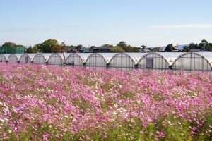 デンマート付近、コスモス畑、10月の秋の花 、愛知県安城市の観光・撮影スポットの名所