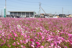 デンマート付近、コスモス畑、10月の秋の花 、愛知県安城市の観光・撮影スポットの名所