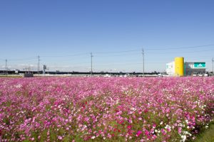デンマート付近、コスモス畑、10月の秋の花 、愛知県安城市の観光・撮影スポットの名所