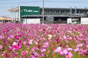 デンマート付近、コスモス畑、10月の秋の花 、愛知県安城市の観光・撮影スポットの名所デンマート付近、コスモス畑、10月の秋の花 、愛知県安城市の観光・撮影スポットの名所