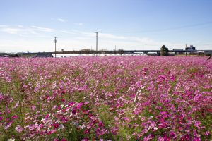 デンマート付近、コスモス畑、10月の秋の花 、愛知県安城市の観光・撮影スポットの名所