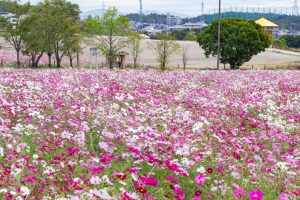 愛知牧場、コスモス畑、10月の秋の花、愛知県日進市の観光・撮影スポットの画像と写真