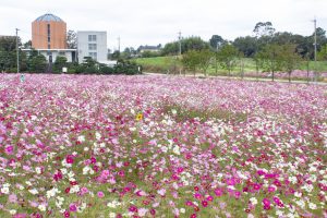 愛知牧場、コスモス畑、10月の秋の花、愛知県日進市の観光・撮影スポットの画像と写真