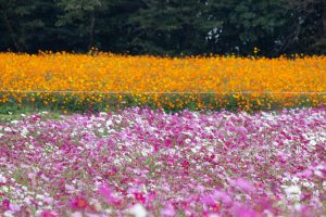 愛知牧場、コスモス畑、10月の秋の花、愛知県日進市の観光・撮影スポットの画像と写真
