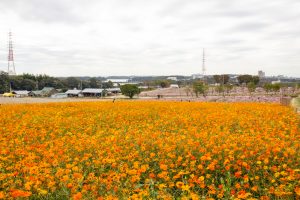 愛知牧場、コスモス畑、10月の秋の花、愛知県日進市の観光・撮影スポットの画像と写真