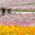 愛知牧場、コスモス畑、10月の秋の花、愛知県日進市の観光・撮影スポットの画像と写真