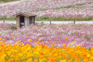愛知牧場、コスモス畑、10月の秋の花、愛知県日進市の観光・撮影スポットの画像と写真