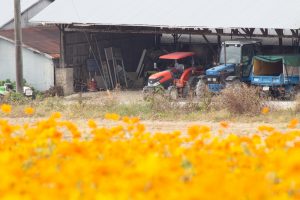 愛知牧場、コスモス畑、10月の秋の花、愛知県日進市の観光・撮影スポットの画像と写真