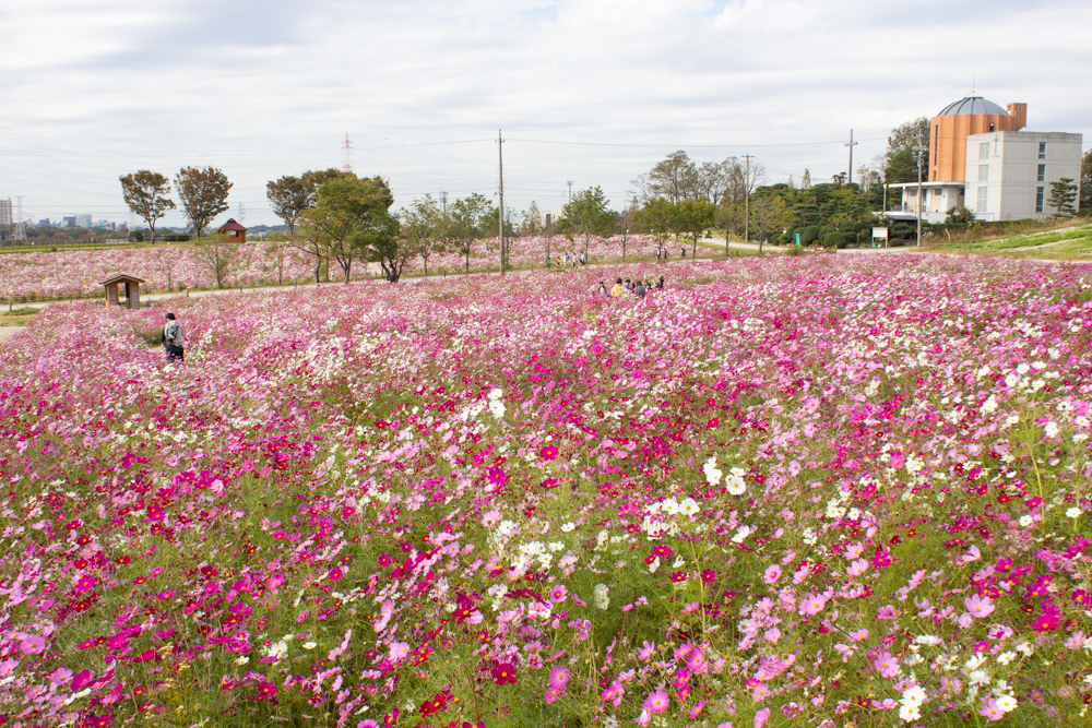 愛知牧場、コスモス畑、10月の秋の花、愛知県日進市の観光・撮影スポットの画像と写真