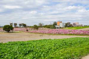 愛知牧場、コスモス畑、10月の秋の花、愛知県日進市の観光・撮影スポットの画像と写真