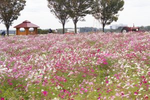 愛知牧場、コスモス畑、10月の秋の花、愛知県日進市の観光・撮影スポットの画像と写真