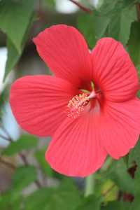 江南フラワーパーク、9月の秋の花、愛知県江南市の観光・撮影スポットの画像と写真