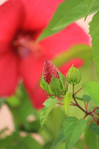 江南フラワーパーク、9月の秋の花、愛知県江南市の観光・撮影スポットの画像と写真