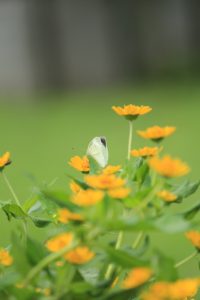 江南フラワーパーク、9月の秋の花、愛知県江南市の観光・撮影スポットの画像と写真