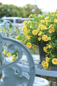 江南フラワーパーク、9月の秋の花、愛知県江南市の観光・撮影スポットの画像と写真