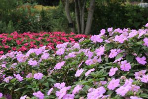 江南フラワーパーク、9月の秋の花、愛知県江南市の観光・撮影スポットの画像と写真