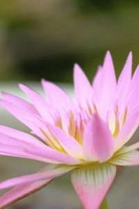 江南フラワーパーク、スイレン、9月、愛知県江南市の観光・撮影スポットの画像と写真