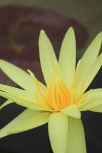 江南フラワーパーク、スイレン、9月、愛知県江南市の観光・撮影スポットの画像と写真