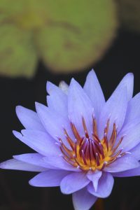 江南フラワーパーク、スイレン、9月、愛知県江南市の観光・撮影スポットの画像と写真