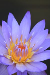 江南フラワーパーク、スイレン、9月、愛知県江南市の観光・撮影スポットの画像と写真