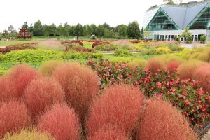 江南フラワーパーク、、コキア、9月の秋の花、愛知県江南市の観光・撮影スポットの画像と写真