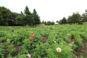 江南フラワーパーク、、9月の秋の花、愛知県江南市の観光・撮影スポットの画像と写真