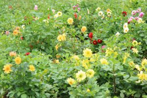 江南フラワーパーク、9月の秋の花、愛知県江南市の観光・撮影スポットの画像と写真