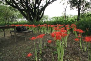 江南フラワーパーク、、ヒガンバナ、9月の秋の花、愛知県江南市の観光・撮影スポットの画像と写真