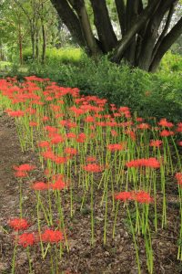 江南フラワーパーク、、ヒガンバナ、9月の秋の花、愛知県江南市の観光・撮影スポットの画像と写真