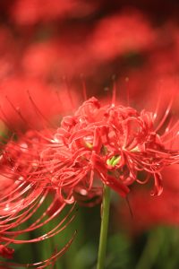 河川環境楽園オアシスパーク、ヒガンバナ、9月の秋の花、岐阜県各務原市の観光・撮影スポットの画像と写真