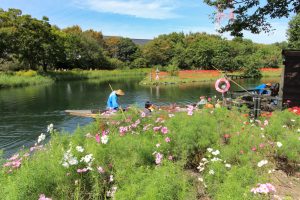 河川環境楽園オアシスパーク、コスモス、9月の秋の花、岐阜県各務原市の観光・撮影スポットの画像と写真
