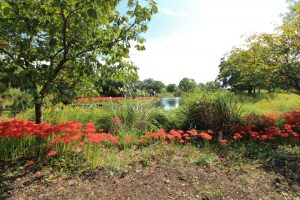 河川環境楽園オアシスパーク、ヒガンバナ、9月の秋の花、岐阜県各務原市の観光・撮影スポットの画像と写真
