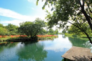 河川環境楽園オアシスパーク、ヒガンバナ、9月の秋の花、岐阜県各務原市の観光・撮影スポットの画像と写真