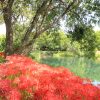 河川環境楽園オアシスパーク、ヒガンバナ、9月の秋の花、岐阜県各務原市の観光・撮影スポットの画像と写真