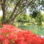 河川環境楽園オアシスパーク、ヒガンバナ、9月の秋の花、岐阜県各務原市の観光・撮影スポットの画像と写真