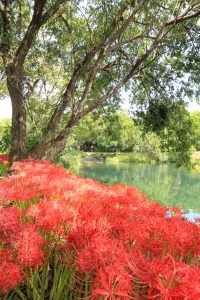 河川環境楽園オアシスパーク、ヒガンバナ、9月の秋の花、岐阜県各務原市の観光・撮影スポットの画像と写真