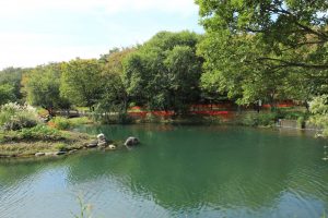 河川環境楽園オアシスパーク、木曽川水園、9月の秋の花、岐阜県各務原市の観光・撮影スポットの画像と写真