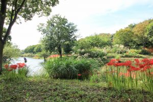 河川環境楽園オアシスパーク、ヒガンバナ、9月の秋の花、岐阜県各務原市の観光・撮影スポットの画像と写真