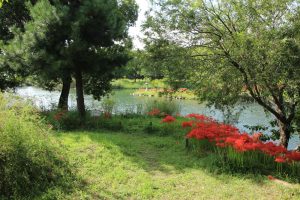 河川環境楽園オアシスパーク、ヒガンバナ、9月の秋の花、岐阜県各務原市の観光・撮影スポットの画像と写真