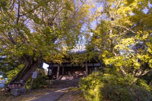 そぶえイチョウ黄葉まつり, 11月、愛知県稲沢市の観光・撮影スポットの画像と写真