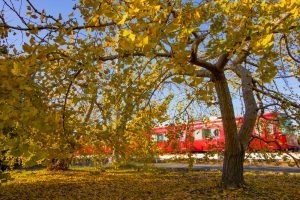 そぶえイチョウ黄葉まつり, 名鉄電車、11月、愛知県稲沢市の観光・撮影スポットの画像と写真