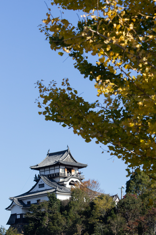 犬山城、紅葉、イチョウ、秋、11月、愛知県犬山市の観光・撮影スポットの画像と写真