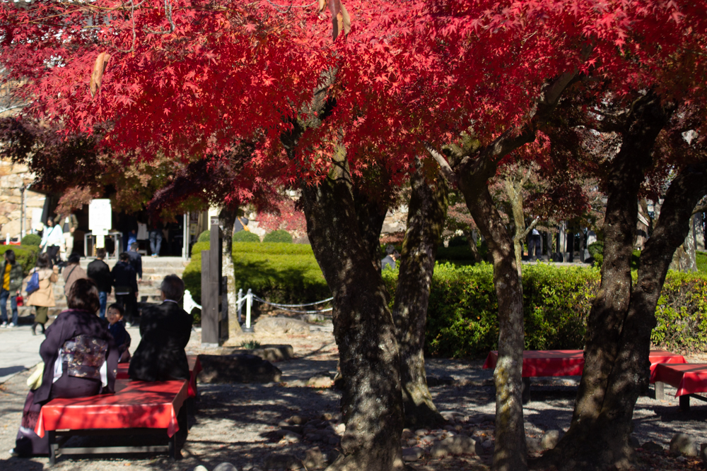 犬山城、紅葉、秋、11月、愛知県犬山市の観光・撮影スポットの画像と写真