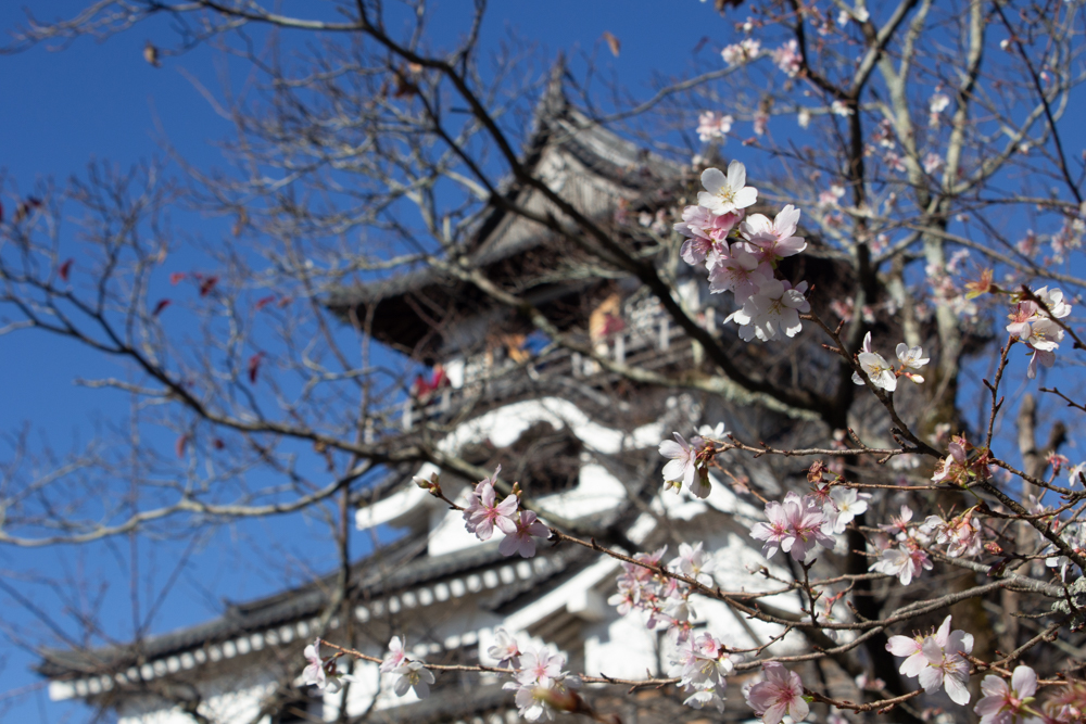 犬山城・四季桜、秋、11月、愛知県犬山市の観光・撮影スポットの画像と写真