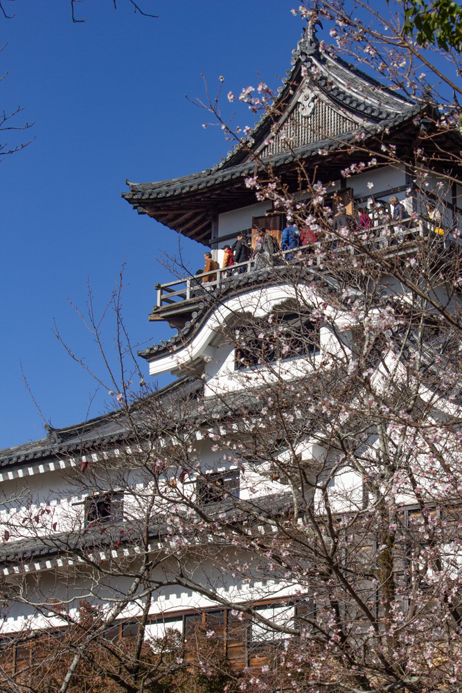 犬山城・四季桜、秋、11月、愛知県犬山市の観光・撮影スポットの画像と写真