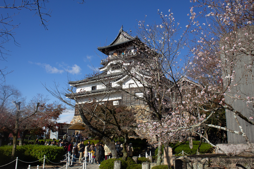 犬山城、犬山城・四季桜、秋、11月、愛知県犬山市の観光・撮影スポットの画像と写真
