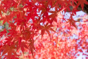 有楽苑 、紅葉、日本庭園、11月、秋、愛知県犬山市の観光・撮影スポットの画像と写真