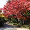 有楽苑 、紅葉、日本庭園、11月、秋、愛知県犬山市の観光・撮影スポットの画像と写真